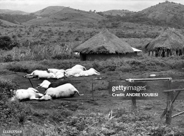 Cattle lie bloated but still intact in the village of Nyos in Cameroon on August 31, 1986 after the explosion of the volcanic lake Nyos killing about...