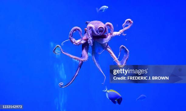 Day octopus, also known as the big blue octopus, found in both the Pacific and Indian Oceans, is seen at the Aquarium of the Pacific in Long Beach,...