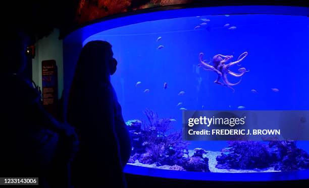 People look at a day octopus, also known as the big blue octopus, at the Aquarium of the Pacific in Long Beach, California on May 27 during a media...