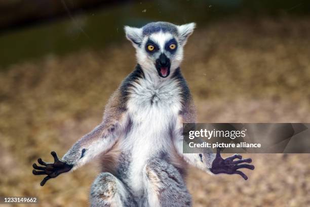 May 2021, Hessen, Kronberg/Taunus: A calico sits in its enclosure and suns itself. The Opel Zoo presents a walk-in Madagascar aviary for caltas and...