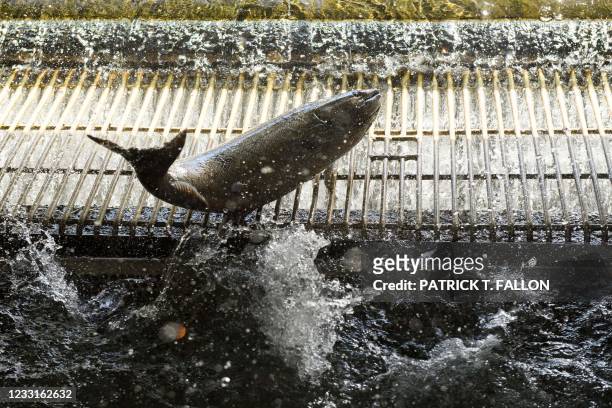 Chinook Salmon enter a tank before they are tagged at the California Department of Fish and Wildlife Feather River Hatchery after climbing a fish...
