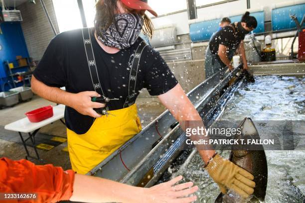 Fishery technician is splashed with water as they prepare to tag Chinook Salmon at the California Department of Fish and Wildlife Feather River...
