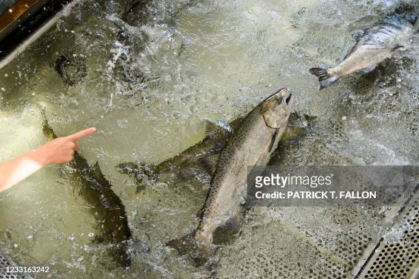 Chinook Salmon are tagged at the California Department of Fish and Wildlife Feather River Hatchery after climbing a fish ladder just below the Lake...