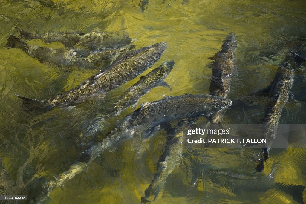 US-ENVIRONMENT-DROUGHT-FISHING