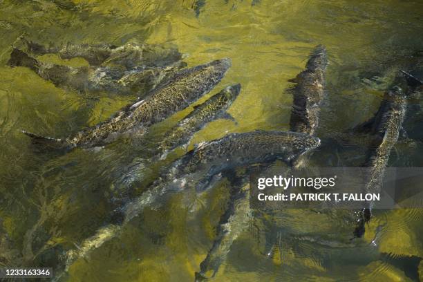 Chinook Salmon swim up a fish ladder at the California Department of Fish and Wildlife Feather River Hatchery just below the Lake Oroville dam during...