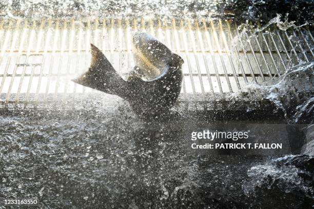 Chinook Salmon enter a tank before they are tagged at the California Department of Fish and Wildlife Feather River Hatchery after climbing a fish...