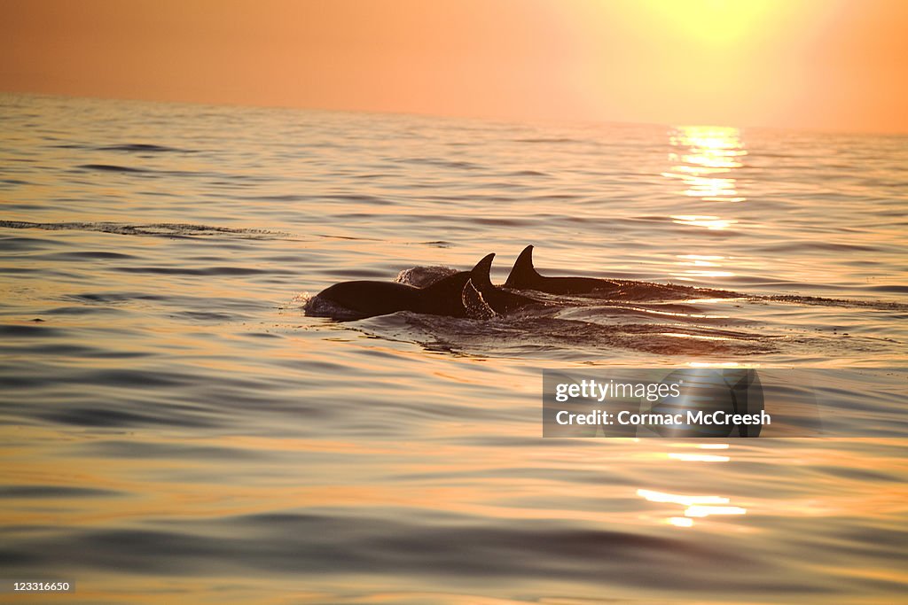 Silhouette of a pair of Bottlenose Dolphin (Tursiops aduncus) surfacing at sunrise, Nelson Mandela Bay (formally Algoa Bay), Eastern Cape, South Africa