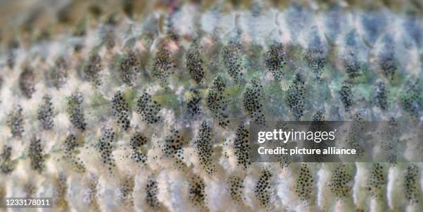 December 2015, Bavaria, Mühlhausen: A macro shot of the scales of a bluebanded danio. The bluebanded danio belongs to the carp family and originates...