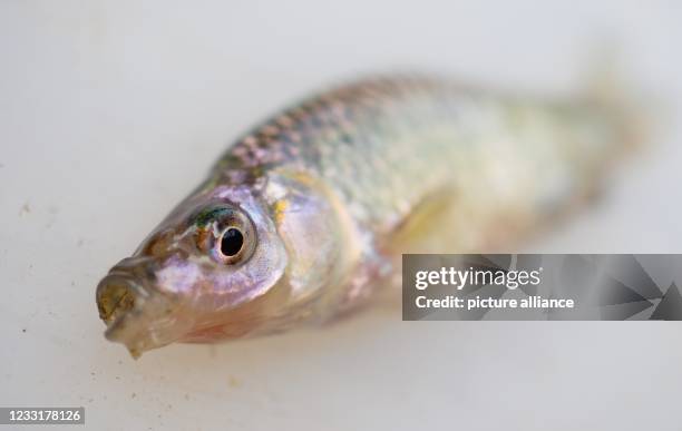 December 2015, Bavaria, Mühlhausen: A bluebanded danio lies on a white plastic lid. The bluebanded danio belongs to the carp family and originates...