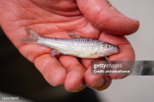 May 2021, Bavaria, Mühlhausen: A bluebanded danio lies in the palm of a pond keeper's hand. The bluebanded danio belongs to the carp family and...