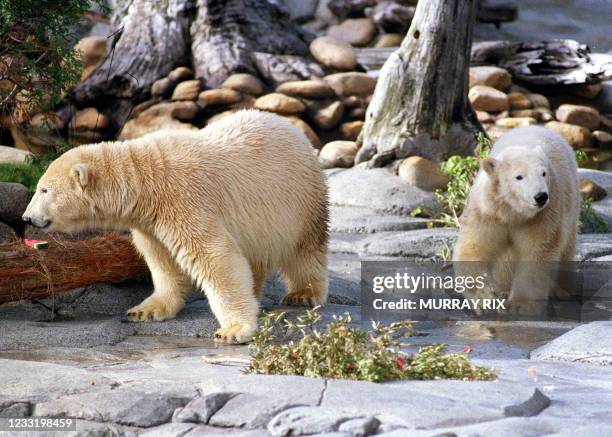 Twin one-year-old polar bear cubs Lutik and Lia explore their new purpose-built enclosure at Sea World on Queensland's Gold Coast, 17 December 2001,...