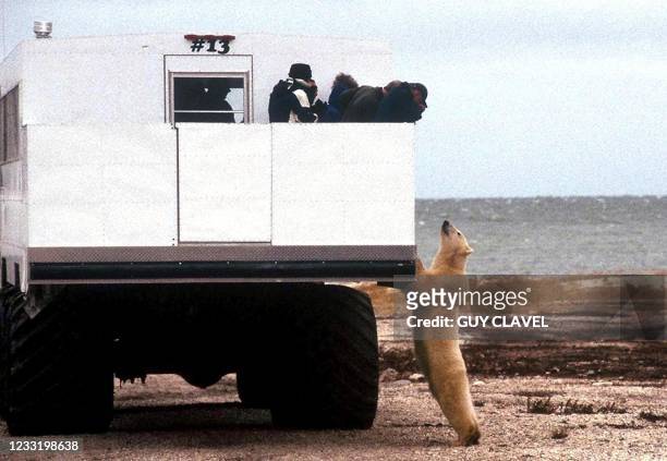 Tourists aboard a special "tundra buggy" view a polar bear 11 October, 2002 near the city of Churchill, Manitoba, Canada. The white bears, which...