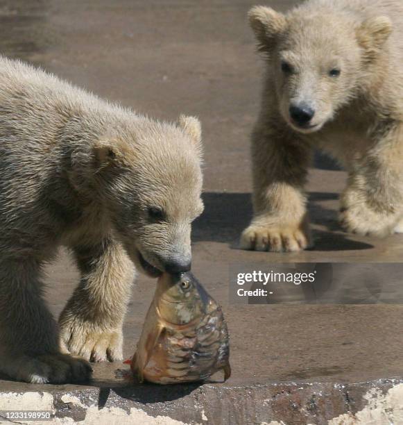 Polar bear cub eats a fish as he just woke up after winter sleeping at the Zoo in St. Petersburg on April 20, 2008. AFP PHOTO / INTERPRESS/ ALEXANDER...