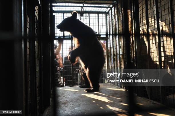 Baloo, a one-year and four-month-old bear, stands in a cage on July 30, 2009 shortly after he was taken away from his owner, Molnar Mircea, in the...