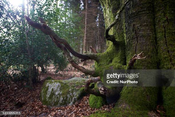 Trunc base of an old beech tree in a forest near Mazamet. Thomas Brail is an arborist known for his fight for trees and forests. He begun to stay a...