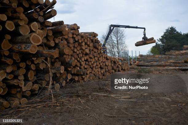Truncs are removed from the clearcutting space near MazametThomas Brail is an arborist known for his fight for trees and forests. He begun to stay a...
