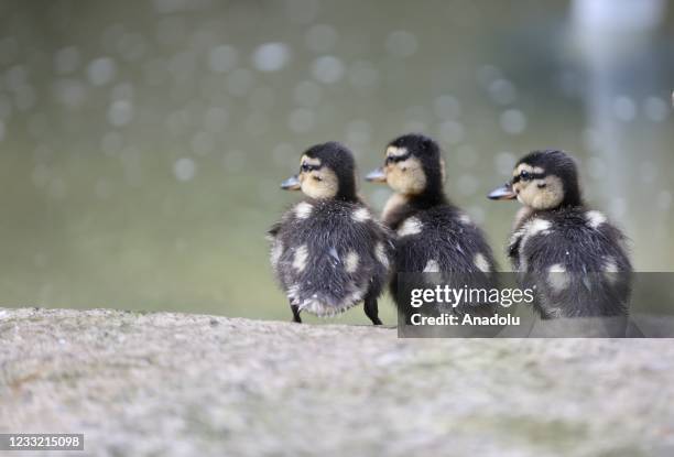 Mallard duck&nbsp;is seen with her new born three ducklings at Lake Efteni in Golyaka district of Duzce, Turkey on May 31, 2021. A mallard duck,...