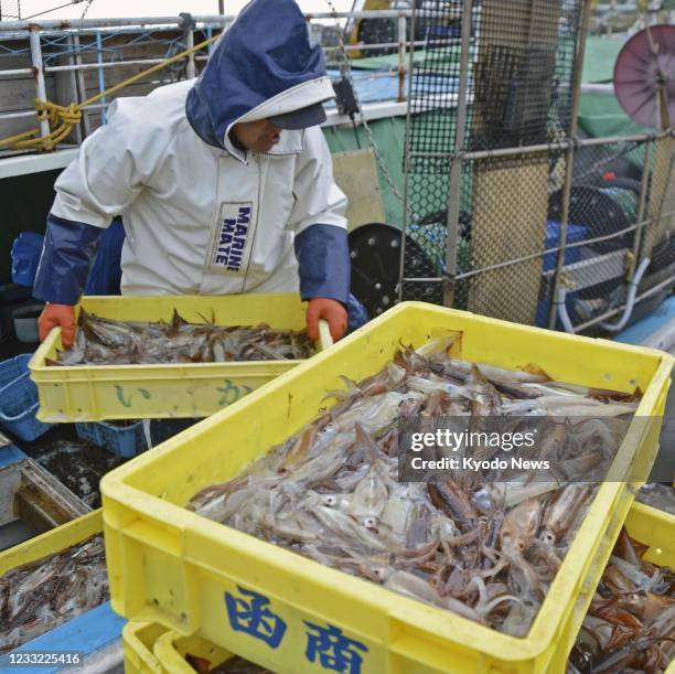 Japanese Squid Photos and Premium High Res Pictures - Getty Images