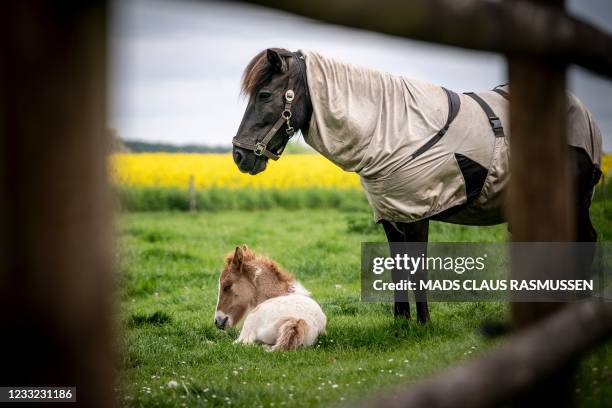 Mare with her little foal are seen on a field with rape standing in full bloom near Lejre in Central Zealand in Denmark, on June 2, 2021. - Denmark...
