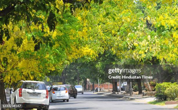 Amaltas or Indian Laburnum in full bloom at Sector 33 on June 2, 2021 in Chandigarh, India.