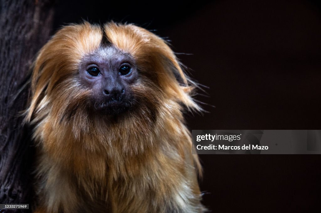 A golden lion tamarin , also known as the golden marmoset, pictured... News  Photo - Getty Images