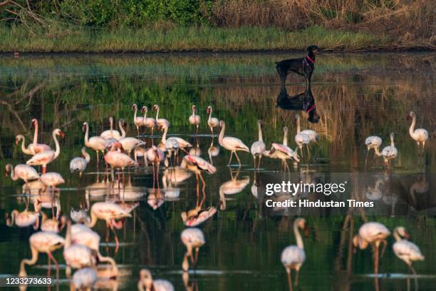 Flock of flamingoes seen on the eve of World Environment Day, while a dog watches standing next to them in DPS Lake at Seawoods on June 4, 2021 in...