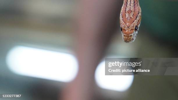 June 2021, Hamburg: A corn snake dangles from a keeper's arm. Animal shelters in the North fear a wave of surrenders of pets acquired in the Corona...