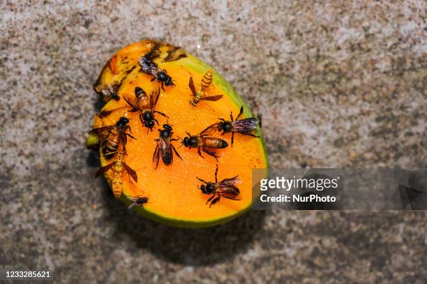 Aggressive insects like bees, yellow paper-wasp, and various flies sit on mango are seen on World Environment Day at Tehatta, West Bengal, India on...
