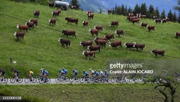 The pack rides during the eighth stage of the 73rd edition of the Criterium du Dauphine cycling race, a 147km between La Lechere-Les-Bains and Les...
