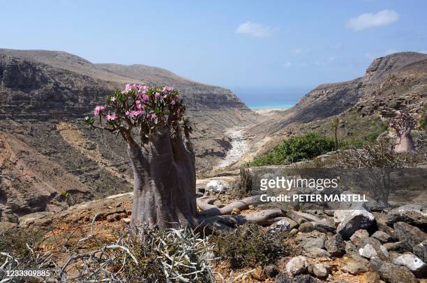 Flowering bottle tree, or desert rose, is pictured on April 13 in the Hagher Mountains on the centre of the Yemeni island of Socotra, part of the...