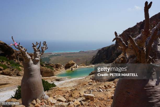Flowering bottle tree, or desert rose, is pictured on April 12 at Homhil in the northeast of the Yemeni island of Socotra, part of the flora found...