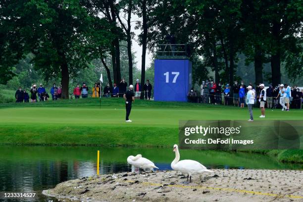 A swan is seen near hole 17 during Day Two of The Porsche European Open at Green Eagle Golf Course on June 6, 2021 in Hamburg, Germany.