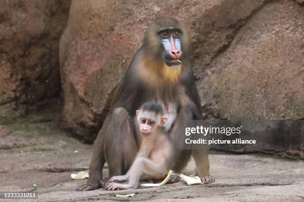 June 2021, Saxony, Dresden: The little mandrill boy Dajan explores his surroundings in Dresden Zoo and is protected by mother Uzuri. Dajan was born...