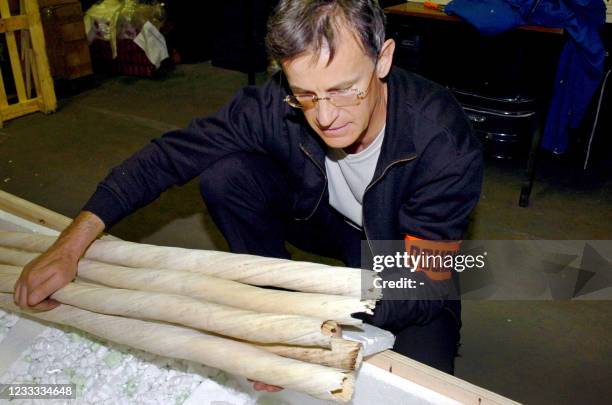 Un douanier présente le 24 avril 2007 cinq défenses de narval en ivoire, d'un poids total de 65 kg et d'une valeur de 14.000 euros, saisies par les...