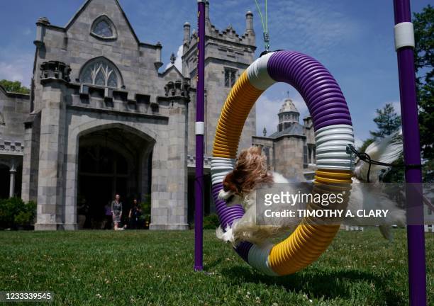 Cavalier King Charles Spaniel jumps through a hoop in the Agility demonstration during the 145th Annual Westminster Kennel Club Dog Show Press...