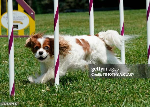 Cavalier King Charles Spaniel moves in the Agility demonstration during the 145th Annual Westminster Kennel Club Dog Show Press Preview June 8, 2021...