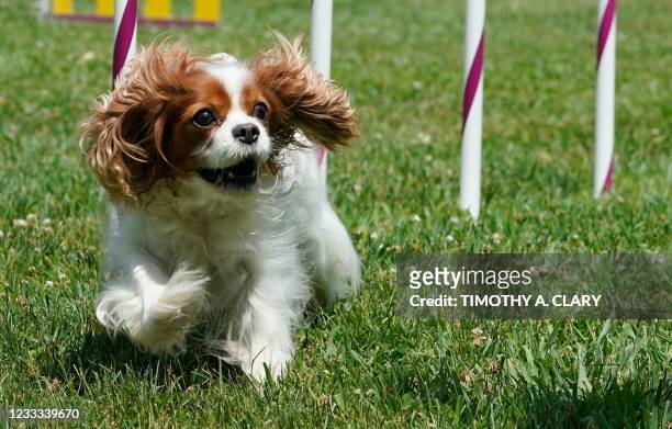 Cavalier King Charles Spaniel runs in the Agility demonstration during the 145th Annual Westminster Kennel Club Dog Show Press Preview June 8, 2021...