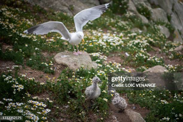 European herring gull stands with chicks at the "Ile aux Moines" on the "7 iles" birds sancturary, the biggest in France, off Perros-Guirec, western...