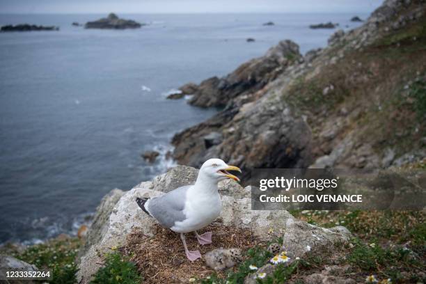 European herring gull stands with chicks at the "Ile aux Moines" on the "7 iles" birds sancturary, the biggest in France, off Perros-Guirec, western...