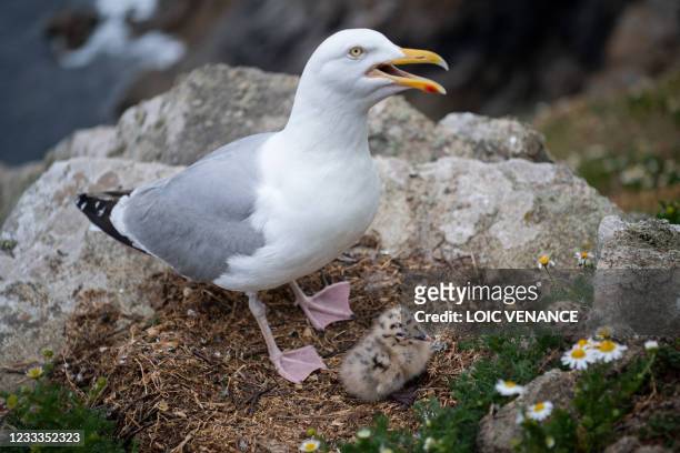 European herring gull stands with chicks at the "Ile aux Moines" on the "7 iles" birds sancturary, the biggest in France, off Perros-Guirec, western...