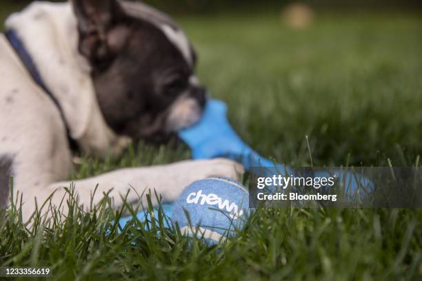 Chewy tennis ball arranged in Tiskilwa, Illinois, U.S., on Tuesday, June 8, 2021. Chewy Inc. Is scheduled to release earnings figures on June 10....