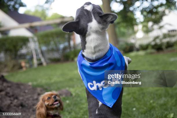 Chewy bandana arranged in Tiskilwa, Illinois, U.S., on Tuesday, June 8, 2021. Chewy Inc. Is scheduled to release earnings figures on June 10....