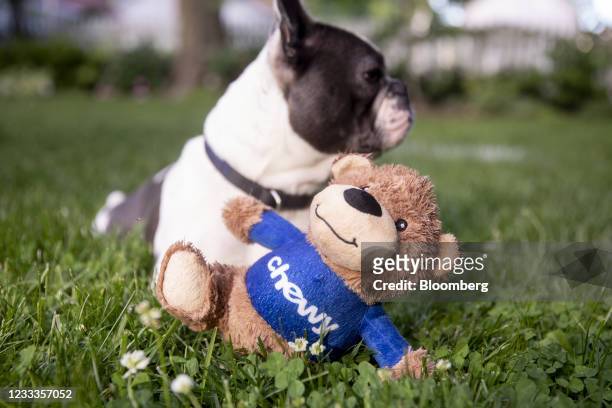 Chewy toy arranged in Tiskilwa, Illinois, U.S., on Tuesday, June 8, 2021. Chewy Inc. Is scheduled to release earnings figures on June 10....