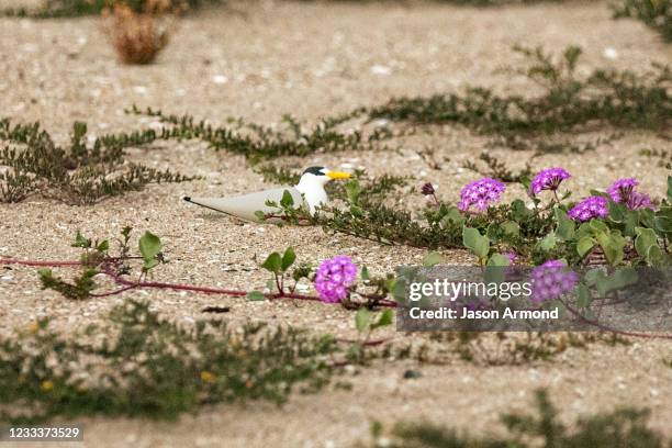 Elegant Tern Photos and Premium High Res Pictures - Getty Images