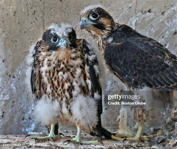 Couple of Peregrine Falcon chicks on the window ledge in Boston on June 9, 2021. Dave Paulson, MassWildlife Senior Environmental Review Biologist,...