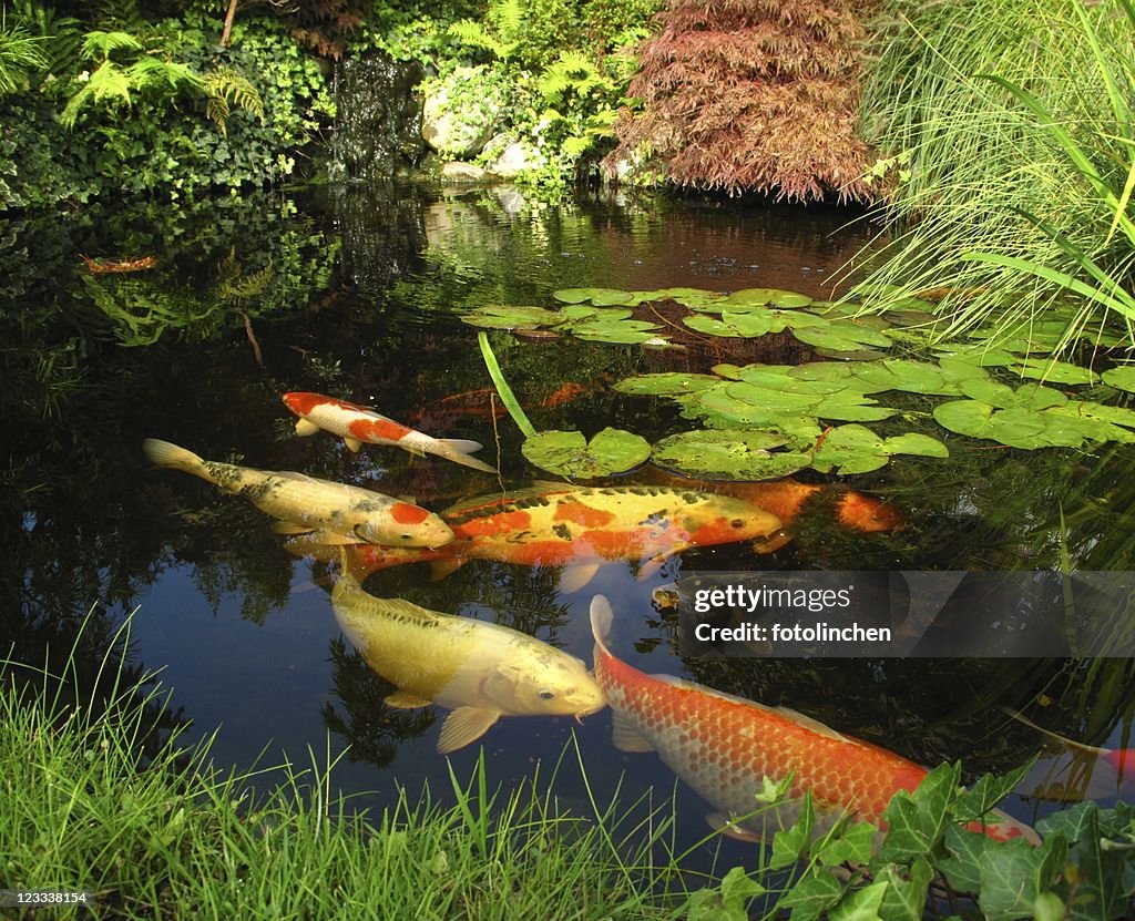 Jardim Japonês-big kois no lago