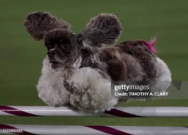 Pink the Cocker Spaniel during the 8th Annual Masters Agility Championship at the 145th Annual Westminster Kennel Club Dog Show on June 11, 2021 at...