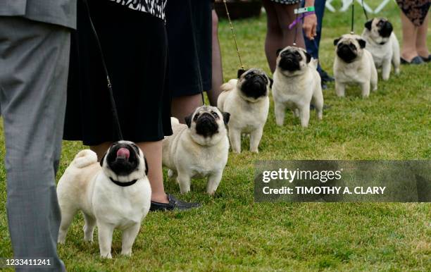 Pugs line up in the Judging area at the 145th Annual Westminster Kennel Club Dog Show June 12, 2021 at the Lyndhurst Estate in Tarrytown, New York. -...