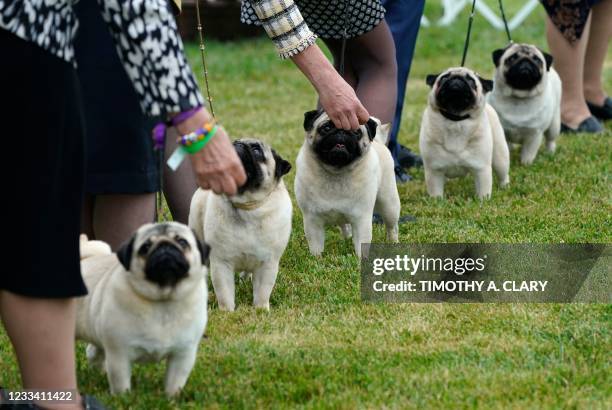 Pugs line up in the Judging area at the 145th Annual Westminster Kennel Club Dog Show June 12, 2021 at the Lyndhurst Estate in Tarrytown, New York. -...