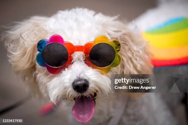 Coco, a maltipoo puppy, wears Pride-themed sunglasses as she walks with members and allies of the LGBTQ community in the Pride Walk and Rally through...